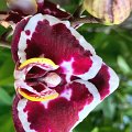 PL-7057 (Phal. Gan Lin Diamond x I-Hsin Black Jack AO 2025 (2)